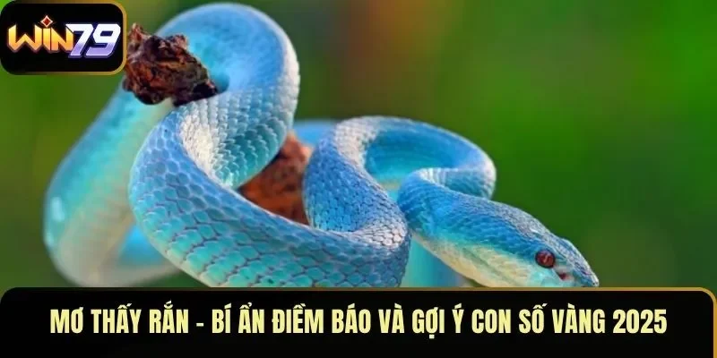 Mơ Thấy Rắn – Bí Ẩn Điềm Báo Và Gợi Ý Con Số Vàng 2025